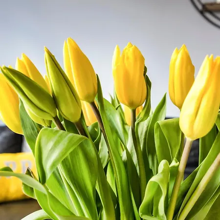 Hotel Maya's Flats & 19 & 20 - Ogarna Gdańsk