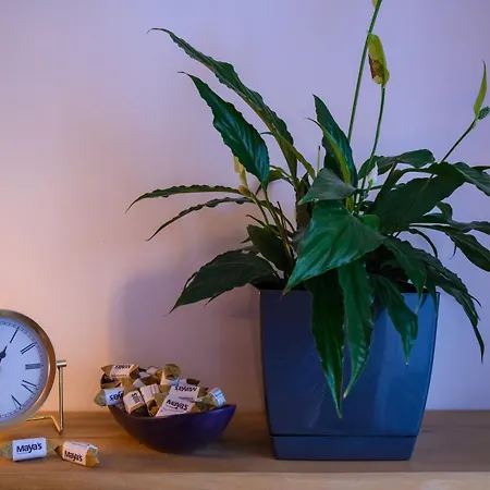 מלון Maya's Flats & 19 & 20 - Ogarna *