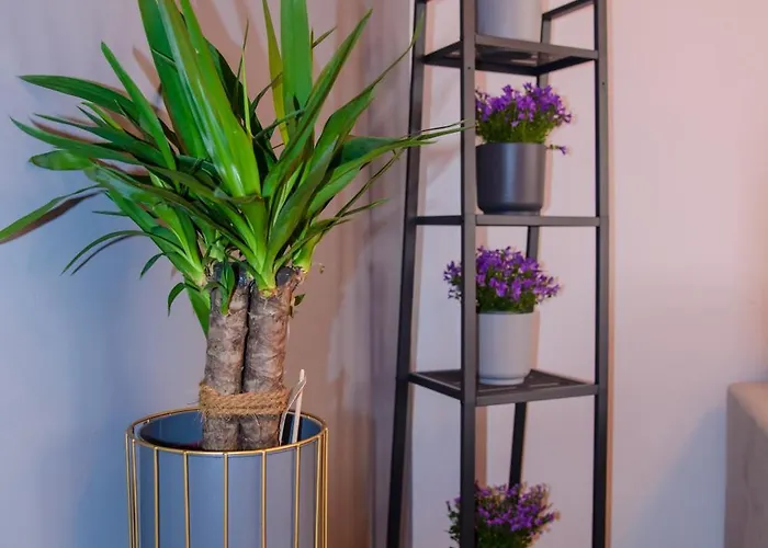 Maya's Flats & 19 & 20 - Ogarna